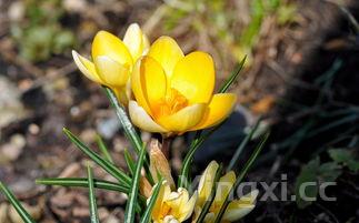 详细阅读:野生荠菜种子什么时候播种比较好,野生荠菜 野生荠菜种子什么时候播种比较好,野生荠菜