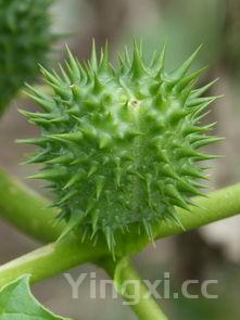 各种烤串图片,各种烤串图片 简笔画