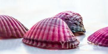 详细阅读:生蚝里面一坨黑色的是什么,生蚝一天最多吃几个 生蚝里面一坨黑色的是什么,生蚝一天最多吃几个