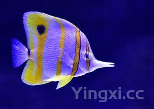 鱼大全500种,各种鱼图片及名称