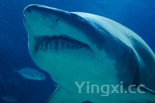 详细阅读:鱼大全500种,各种鱼图片及名称 鱼大全500种,各种鱼图片及名称