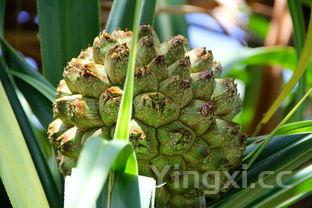 详细阅读:多宝鱼和比目鱼价格有区别吗,多宝鱼和比目鱼的区别 多宝鱼和比目鱼价格有区别吗,多宝鱼和比目鱼的区别