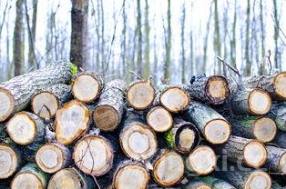 详细阅读:桑黄的功效与作用的功能与主治,桑黄的功效与作用的功能与主治桑黄能消肺结节 桑黄的功效与作用的功能与主治,桑黄的功效与作用的功能与主治桑黄能消肺结节