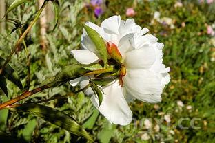 石花三香品价格如何，石花3品价格