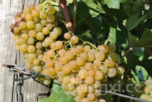 红酒产地怎么看年份，红酒产地怎么看