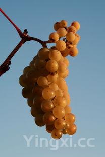 红酒产地怎么看年份,红酒产地怎么看