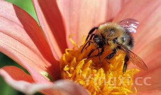 草鱼怎么切片去刺图解，草鱼怎样切片不带刺