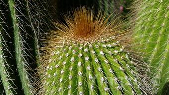 草鱼怎么切片去刺图解,草鱼怎样切片不带刺