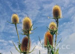草鱼怎么切片去刺图解,草鱼怎样切片不带刺