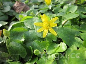 小油菜家常，小油菜的10种花样吃法