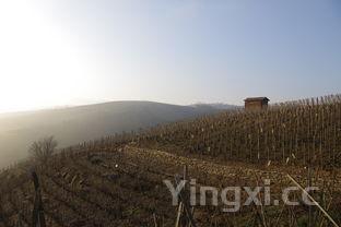 法国赤霞珠怎么样，法国赤霞珠主要产区