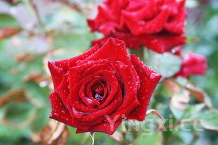 berberana红酒价格，bergerac红酒价格表