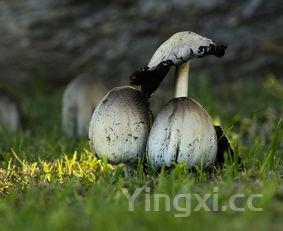 蓝瘦香菇图片大全 头像，蓝瘦香菇图片