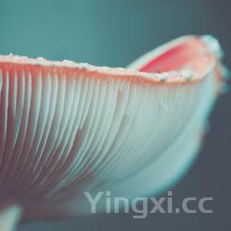 蓝瘦香菇图片大全 头像,蓝瘦香菇图片