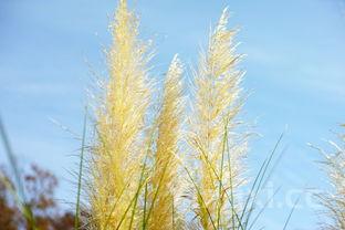 黄花菜最忌讳的三种食物有哪些，黄花菜最忌讳的三种食物