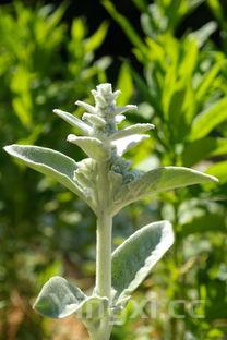 奥美加龙舌兰怎么样，奥美加金龙舌兰和银龙舌兰的区别