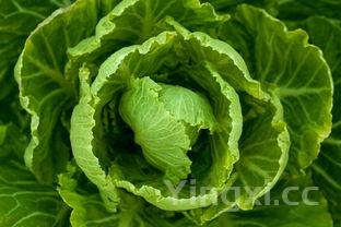 详细阅读:猪血炒大白菜怎么炒,大白菜怎么炒 猪血炒大白菜怎么炒,大白菜怎么炒