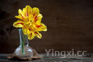 求购红花种子，哪里有卖红花种子