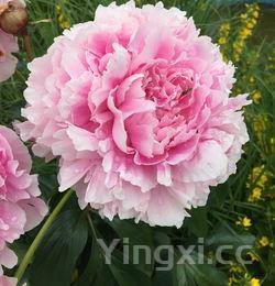 紫甘蓝为什么不能炒,清炒紫甘蓝要焯水吗