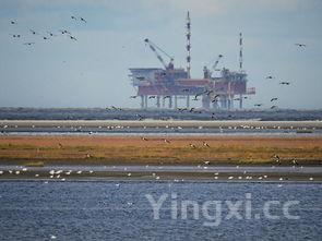 沙洲优黄为什么叫沙洲，沙洲优黄种类区别