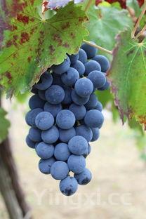 烟台三叶葡萄酒如何,烟台三叶葡萄酒价格