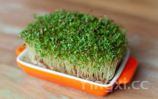 茴香苗的几种吃法，三种人不宜吃茴香菜