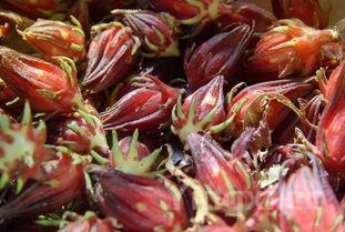 紫甘蓝相克食物，紫甘蓝最健康的吃法