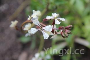 抗癌第一的野菜，抗癌第一的野菜 三种