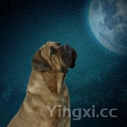 为什么叫莫斯科骡子，莫斯科骡子名字由来