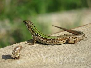 黑鱼图片做法大全，黑鱼图片大全大图片