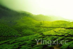 泸州村有哪些品牌，四川泸州有哪些村