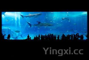 天刀金色佳酿有哪些，天刀金色锦鲤怎么获得