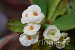 三种人不能吃贝母，贝母不适宜人群