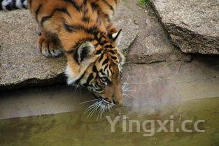 国台生肖如何，国台生肖酒狗年2018