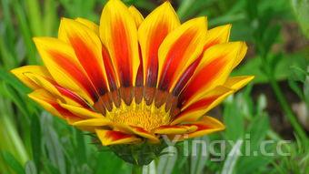 清明果图片，清明果图片6个