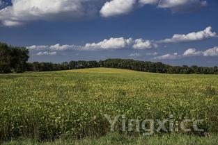 详细阅读:农村100种野菜图片名单,农村100种野菜图片名单及图片 农村100种野菜图片名单,农村100种野菜图片名单及图片