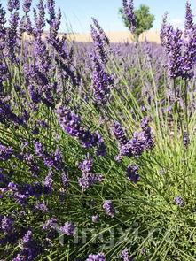 农村100种野菜图片名单,农村100种野菜图片名单及图片