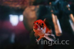 挪威红鱼是什么鱼，红鱼是什么鱼