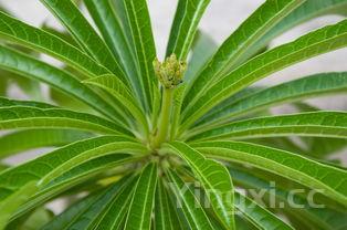 长豆角，长豆角是凉性还是热性