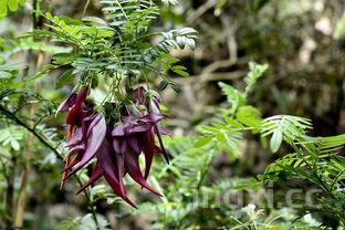 长豆角,长豆角是凉性还是热性