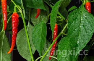 长豆角,长豆角是凉性还是热性