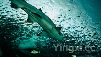 回沙鱼怎么洗,回沙鱼怎么洗才干净