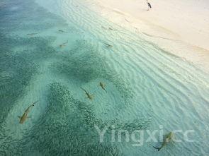 回沙鱼怎么洗,回沙鱼怎么洗才干净