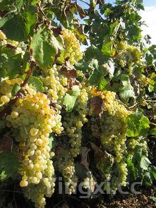 地中海为什么有葡萄,地中海气候葡萄优质的原因