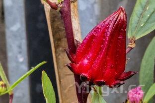 南瓜叶的功效与作用,南瓜叶的功效与作用有哪些