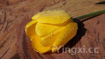 如何点豆腐又嫩又不烂，烂肉豆腐的做法