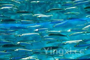 沙丁鱼的做法最正宗的做法，沙丁鱼最好吃的家常做法,简单易学好吃下饭,值得收藏