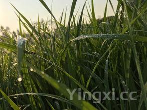 详细阅读:茭白图片生长图,茭白图片 茭白图片生长图,茭白图片