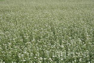 荞麦面条怎么做好吃,荞麦面条