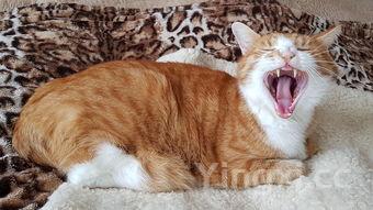 宿醉特别难受怎么办,宿醉很难受怎么办